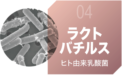 ラクトバチルス
